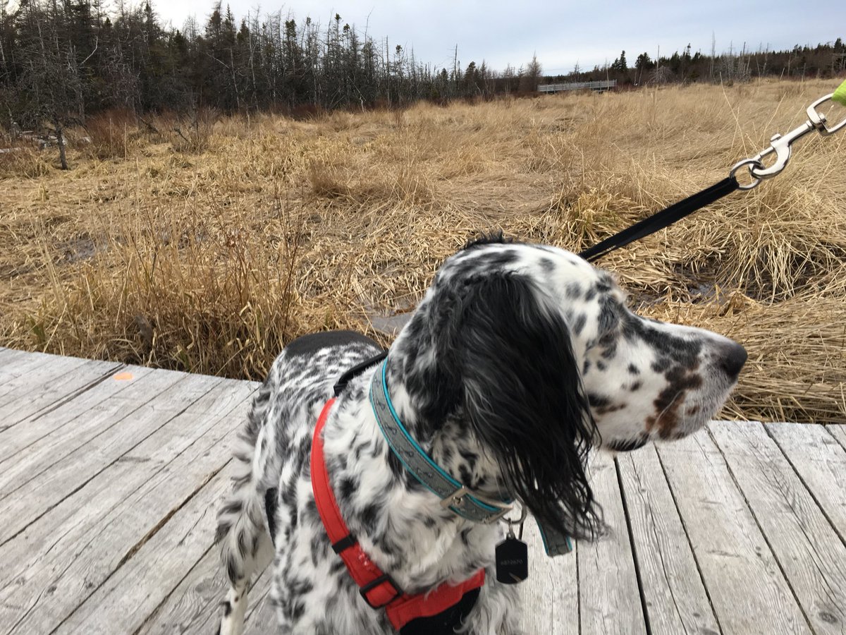 ryancookeNL's tweet photo. Bidgood Park is arguably the best park in @CityofStJohns, according to Finn. #dogreviews https://t.co/WoiUlOW4N3