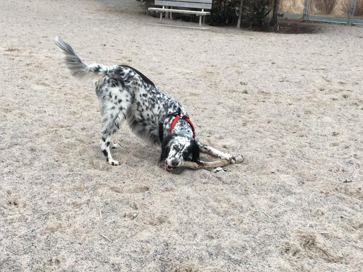 ryancookeNL's tweet photo. Bidgood Park is arguably the best park in @CityofStJohns, according to Finn. #dogreviews https://t.co/WoiUlOW4N3
