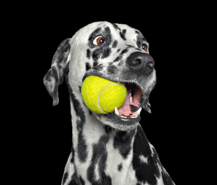 BaileyGreatPyr's tweet photo. https://t.co/0qx8KJryZN
10 BEST LOW MAINTENANCE DOG BREEDS
https://t.co/nRuN5Z2KdM
#dogs #dog #breed #puppy #puppies #Puppieson7 #lovelypuppies #paws #CutestPet #cuteanimals #AnimalsRights #AnimalKingdom #cutestdogintheworld #animali #sweet #ilovemydog #AdoptDontBuy #tail #tails https://t.co/XIPowOiVzc