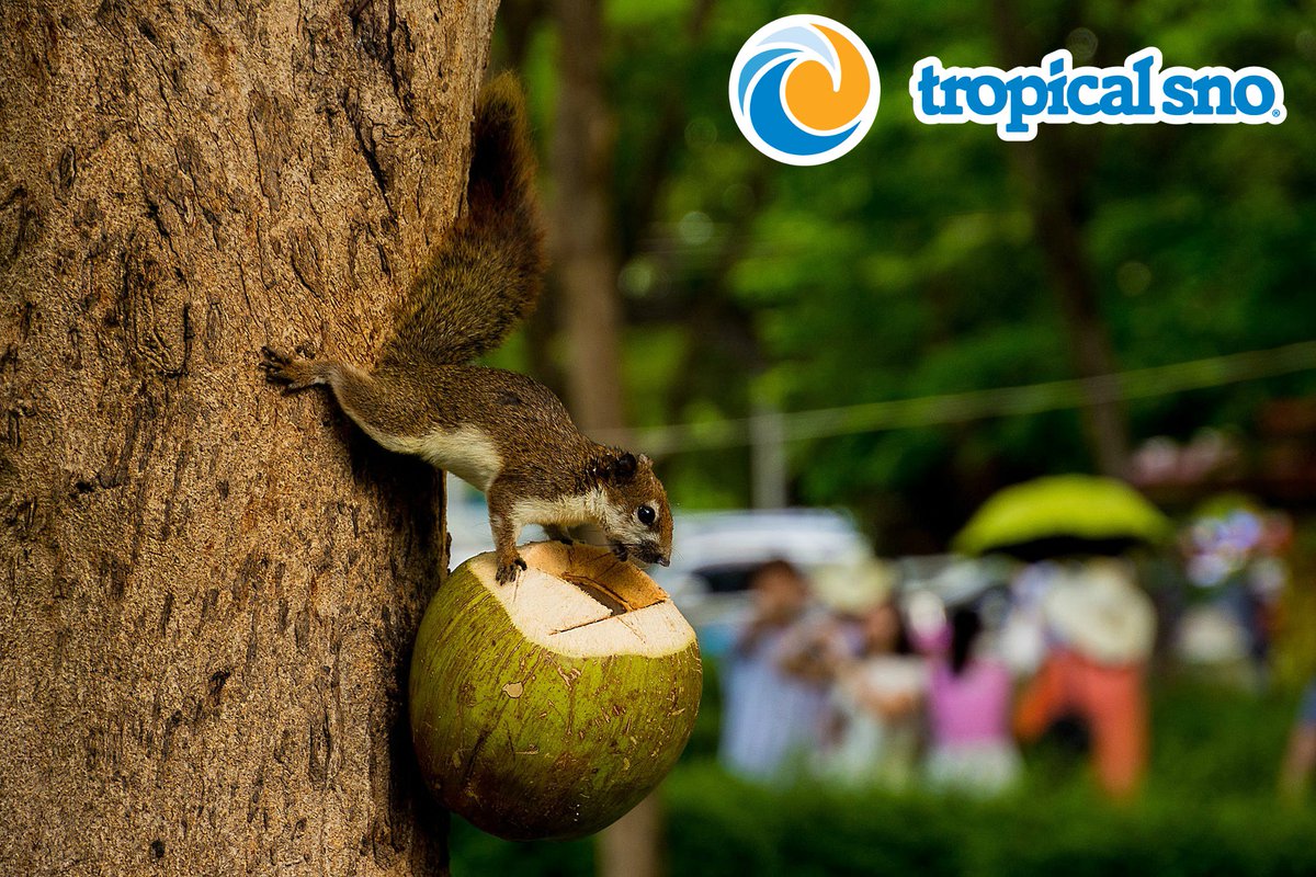 Tropical Sno tweet media