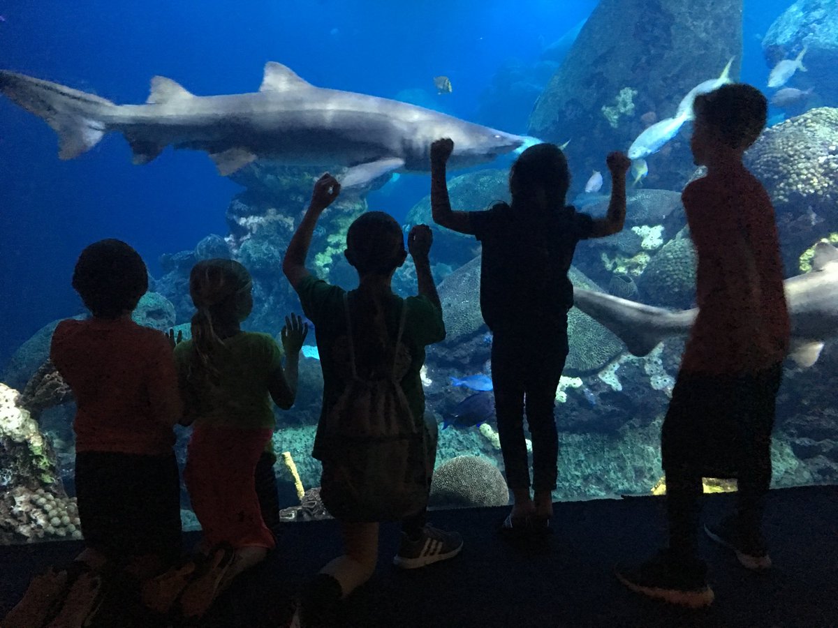 Coker 2nd graders visit the Tennessee Aquarium