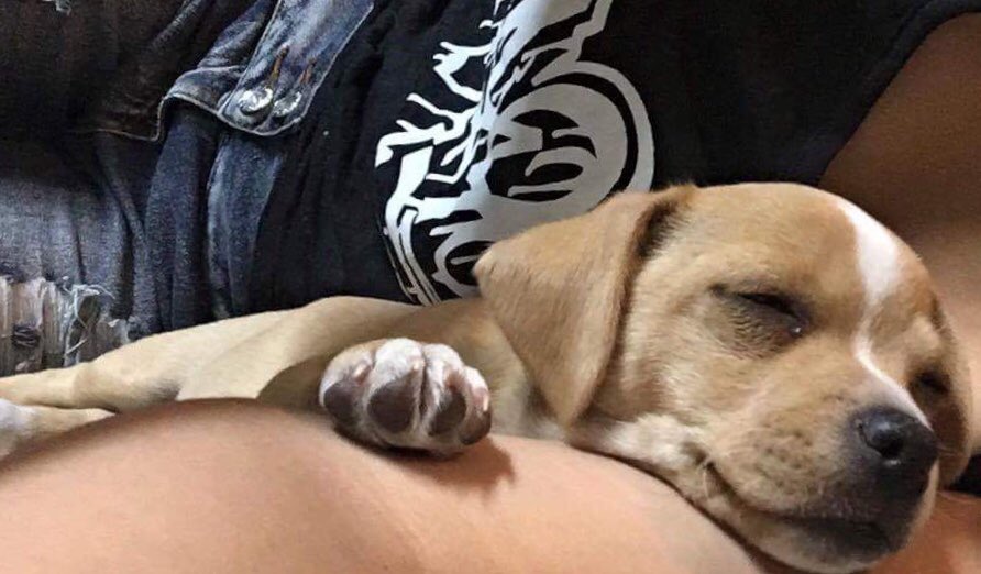 slowneon2's tweet photo. Linda I swear you were so annoying every time you’d lick me when you’d see me or when you’d bite me when I’d try playing with you 😂 but that’s definitely something I miss so much. I wish you were still here with us. https://t.co/VHL9OXtrog