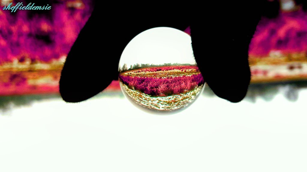 Sheffieldemsie's tweet photo. As above so below, with pink grass and snow 💓😊 #pink #snow #asabovesobelow #crystalball #quartzcrystal #quartzsphere #opticalillusion https://t.co/a1zJUzlPsM