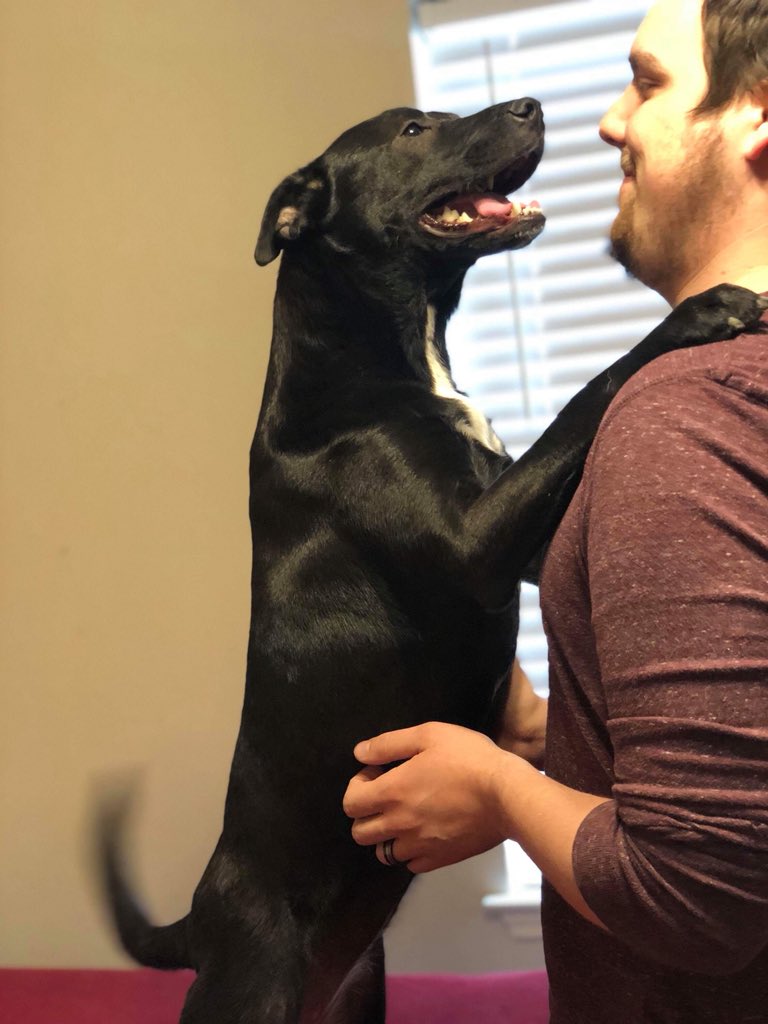 XTridTV's tweet photo. @markiplier This is Dottie, a foster of ours from HSNBA that needs a home. Be a hero @markiplier https://t.co/ibM7rmPrIt