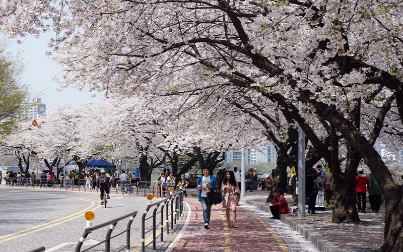 wanderlust_tips's tweet photo. 🌸🌸🌸7 ĐỊA ĐIỂM NGẮM HOA ANH ĐÀO ĐẸP NHƯ MƠ Ở HÀN QUỐC

➡️Xem chi tiết tại: https://t.co/Xmc1FSIbJ5

#hanquoc #seoul #hoaanhdao #wanderlusttips https://t.co/OF5kO1WE52