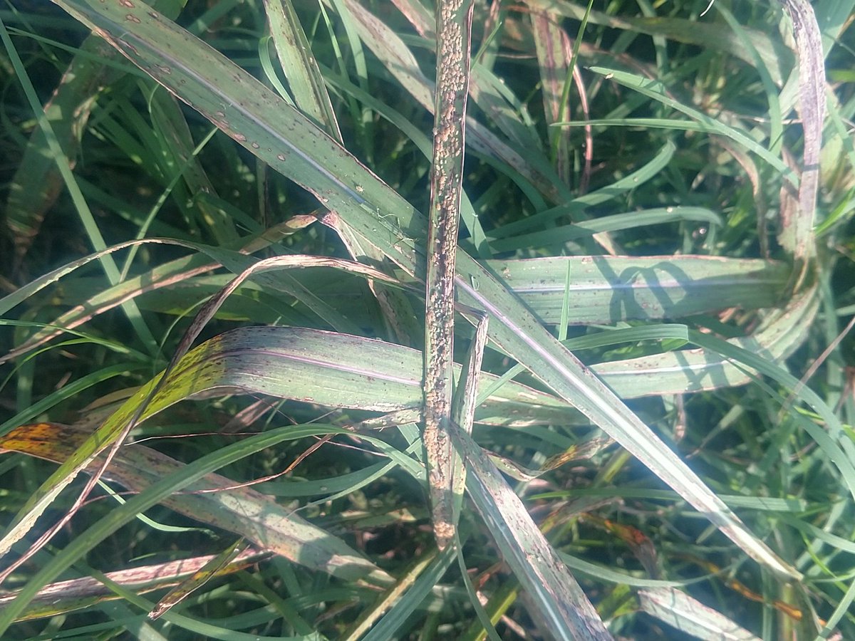 jared_skala's tweet photo. Sugarcane aphids early this year.  Glad I don't have Milo! https://t.co/1H1A3ncIwf