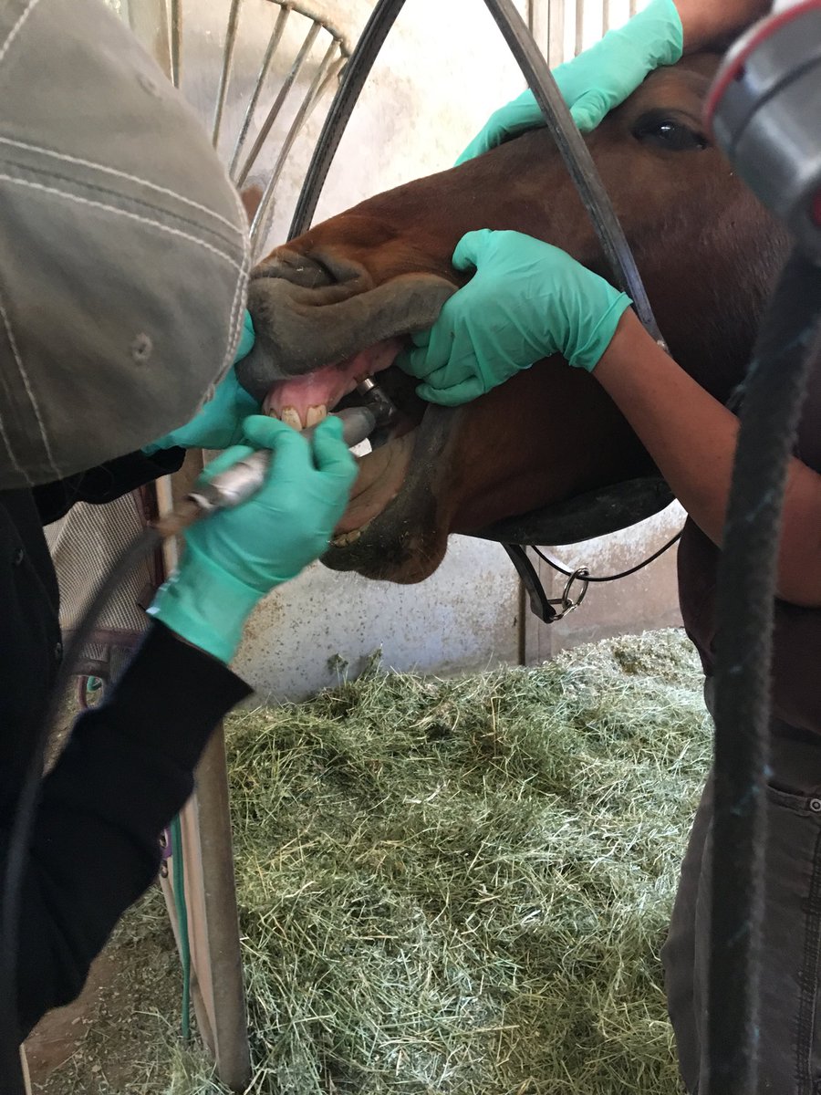 WUEquine2's tweet photo. What technical approaches best reduce sharp points on the canine? Bonus: Name that dental tool! -LR #2019EQ2B4 https://t.co/HG6cjOoM7d
