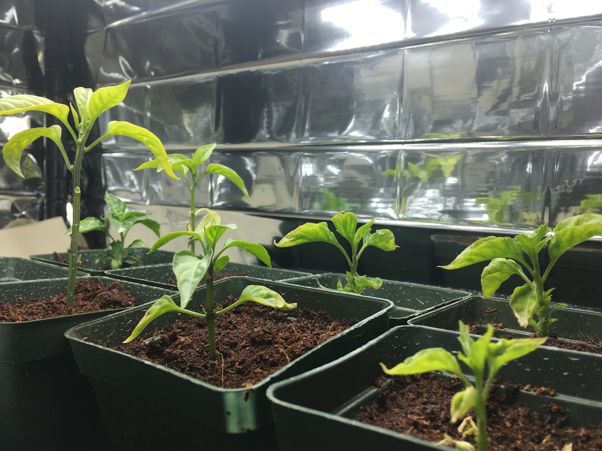 makehydroponics's tweet image. They call me mellow yellow? Had to increase the feeding program, these guys are looking little pale!