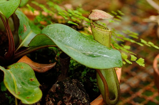 闇茶 蛇足ですが ネペンテス クリペアタ という種類は葉っぱの中央からピッチャーが出ます 現地では山火事で絶滅したといわれている貴重な種類です おそらく雨で消化液が薄まるのを防ぐためかと またウツボカズラ見かけたらよろしくっす T