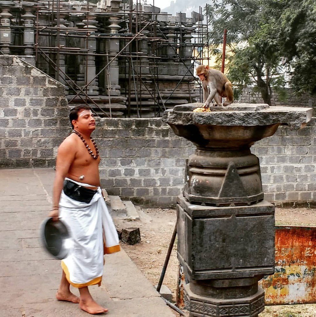 KP_OnTheGo's tweet photo. When temple offerings become a monkey’s breakfast … Early morning scene from the Thousand Pillared Temple (background) in Hanamkonda / Warangal

.

Read more about the Thousand Pillared Temple in Warangal: https://t.co/LR5mfGi2EM

.

#warangal #hanamkonda #thousandpilleredt… https://t.co/0q6JSjTREZ