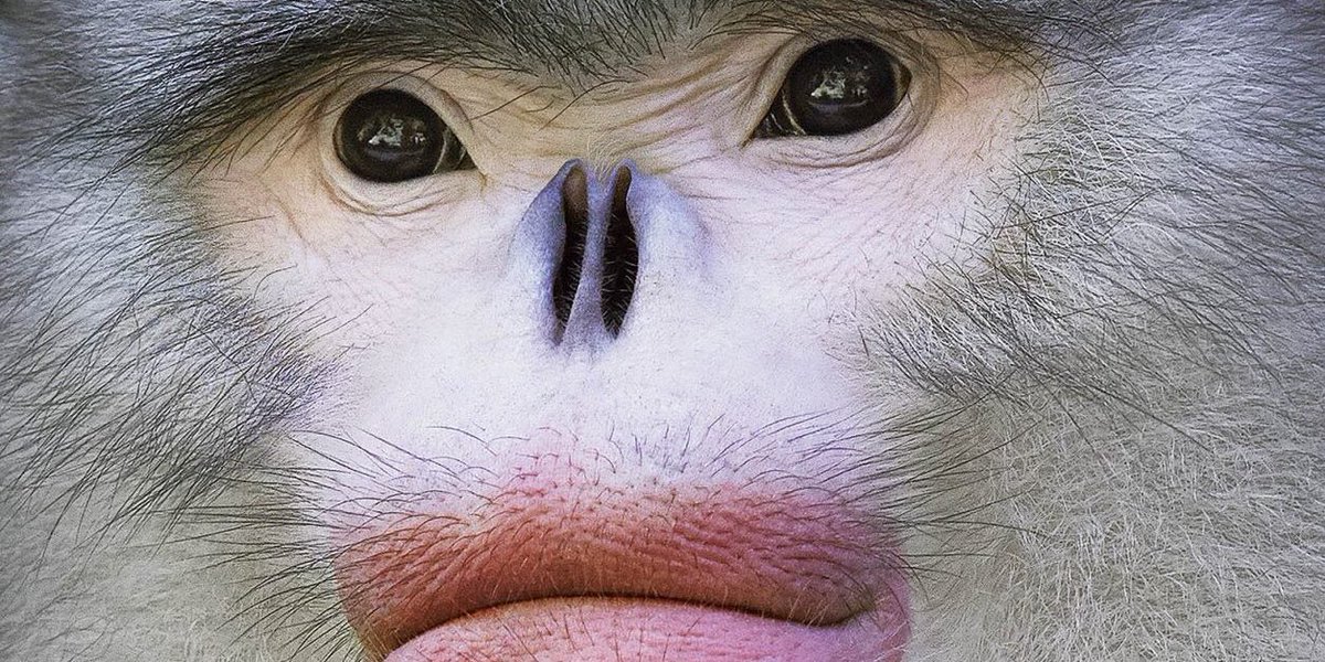 “For our own wellbeing, we have to reconnect with the wild”
————————————————
Excited to release the video of our interview with animal photographer <a href="/TimFlach/">Tim Flach</a> about the use of imagery to reconnect humans with the wild 
sustainablejungle.com/conservation/t… #EndangeredSpecies
