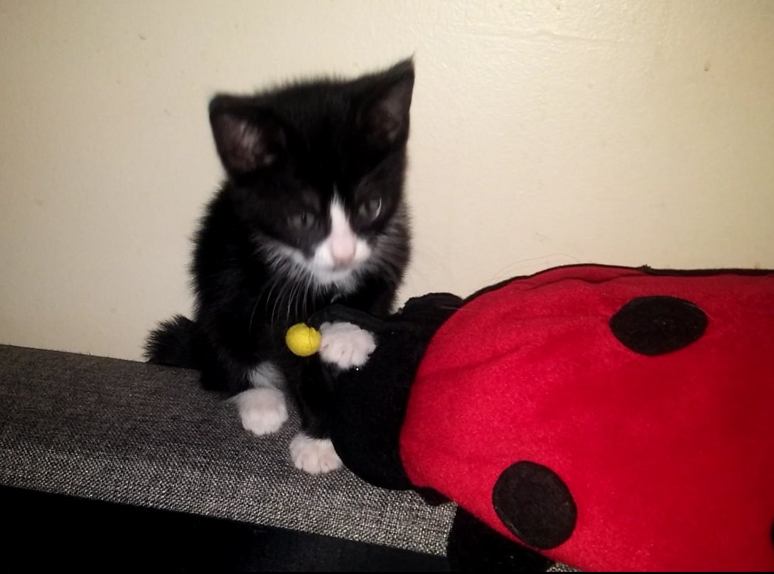 LadybugOTC's tweet photo. #NotThatImBragging but, I drove all the way to #DonaldSt , picked up my sisNlaw, drove to #Gatineau to pick up 🐱🐱🐱then back to Donald, then to #Kanata So, my sis and I, survived #FridayThe13th 👍🙏🌹
How did you do? https://t.co/haWcaZrKom