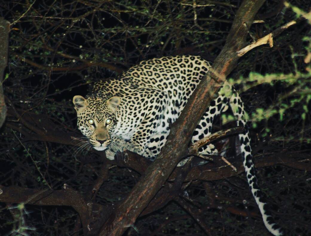 lappetfacedsafa's tweet photo. Some people have a weird belief that Leopardβs bones and whiskers can cure ill people. Leopards are silent hunters #nightgamedrive #safari #lappetfacedsafaris #leopard #bigcat #elusive #secrety and shy #animals #Tanzania #travel #natgeo #adventure. https://t.co/1ja4FRhXjx https://t.co/PBYHaxAxxl