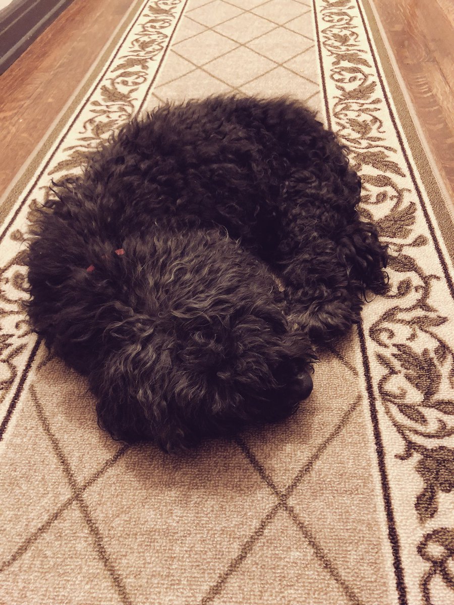 GinaGrad's tweet photo. Happiness is buying a long-ass carpet runner so your very old, very blind doggie is a tiny bit more comfortable when he passes out mid-hallway stroll...
#GeriatricPets https://t.co/t2i2NXtkoG