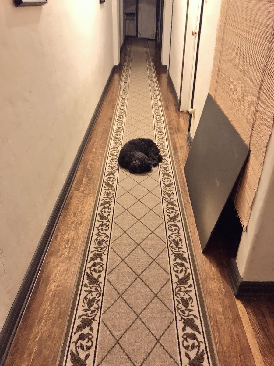 GinaGrad's tweet photo. Happiness is buying a long-ass carpet runner so your very old, very blind doggie is a tiny bit more comfortable when he passes out mid-hallway stroll...
#GeriatricPets https://t.co/t2i2NXtkoG