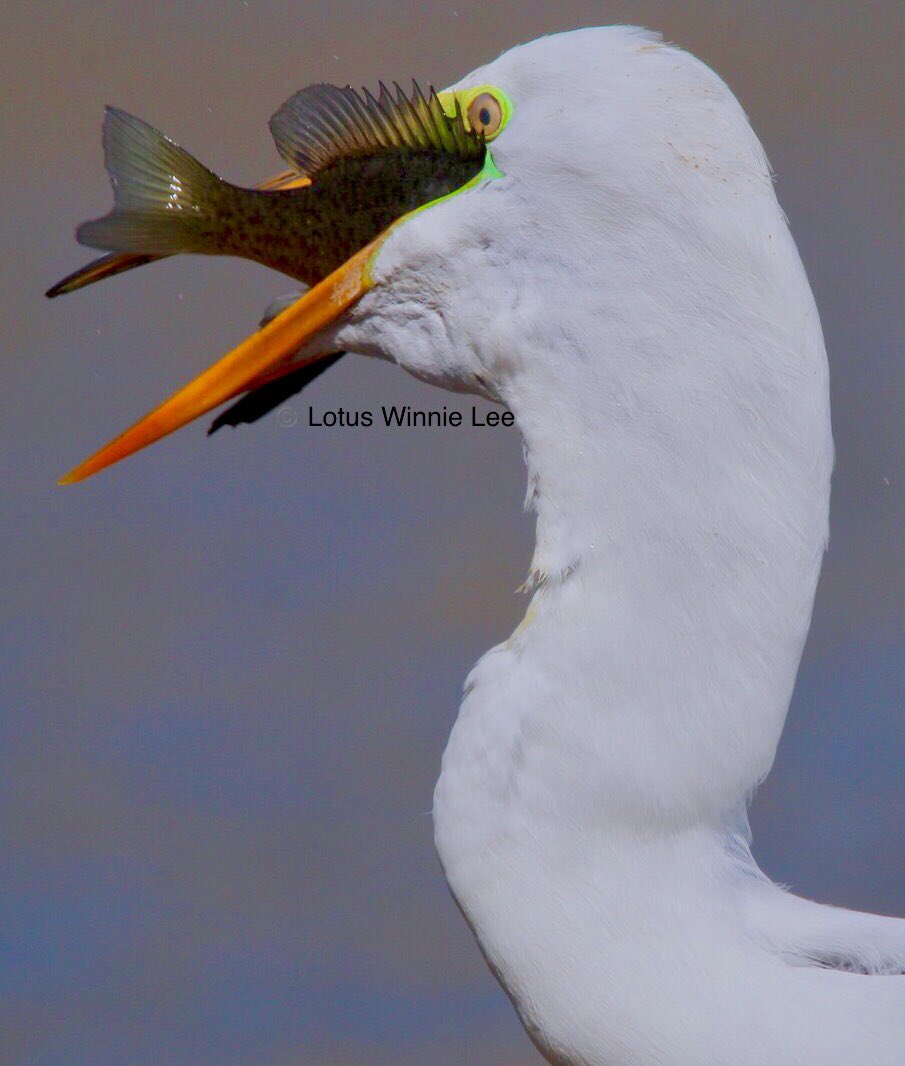 lotuswinnielee's tweet photo. Here it is, the bird swallowing the fish in whole! Totally amazing! The #fishcatcher in #centralpark #greategret #egret #egrets #herons #birds #birdwatching #birding #NYbirding #birdwatchers #birders #wildlife https://t.co/7XZiuWsadC