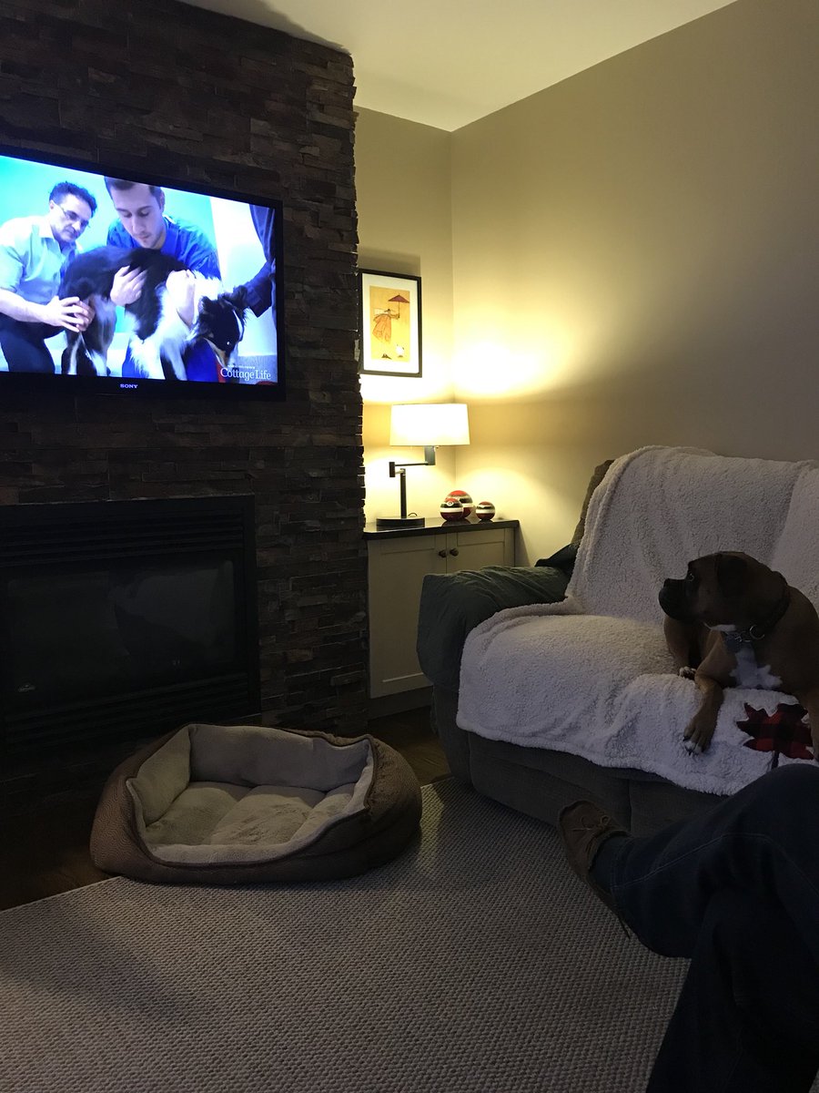 SusmccordSusan's tweet photo. Lola our boxer watching @SupervetNF This episode followed Kasper, Marley and Rex. As ex pats we watch this in Canada @cottagelife. Noel #bionicvet what you do is amazing! Fave episode this season Bella the Boxer https://t.co/AgDwITJNm2
