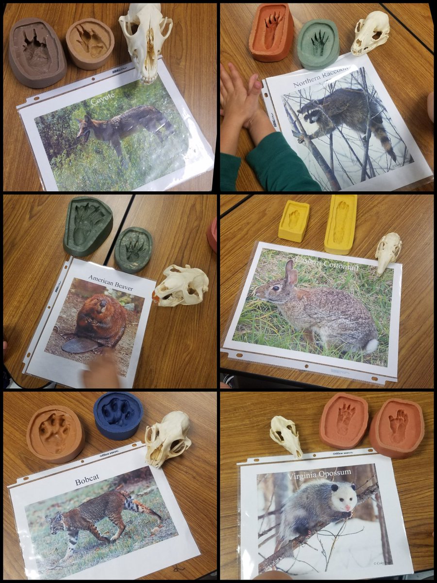 ShaughnessyECSE's tweet photo. We loved seeing tracks and skulls from different Texas wildlife in the science lab today! #DWEeagles https://t.co/oeJyEQwTuq