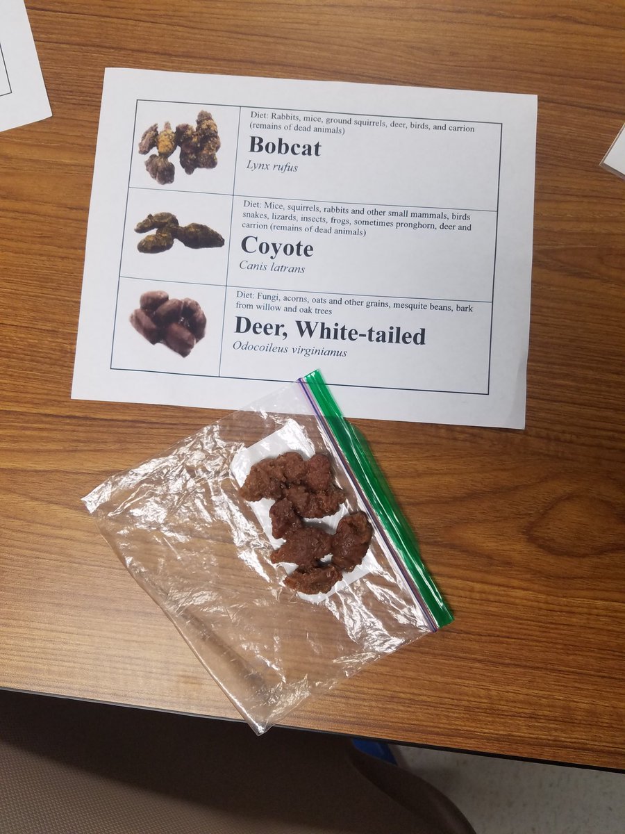 ShaughnessyECSE's tweet photo. We were not so sure about seeing their scat though 😂😂😂 #DWEeagles https://t.co/DsLCngUwTI