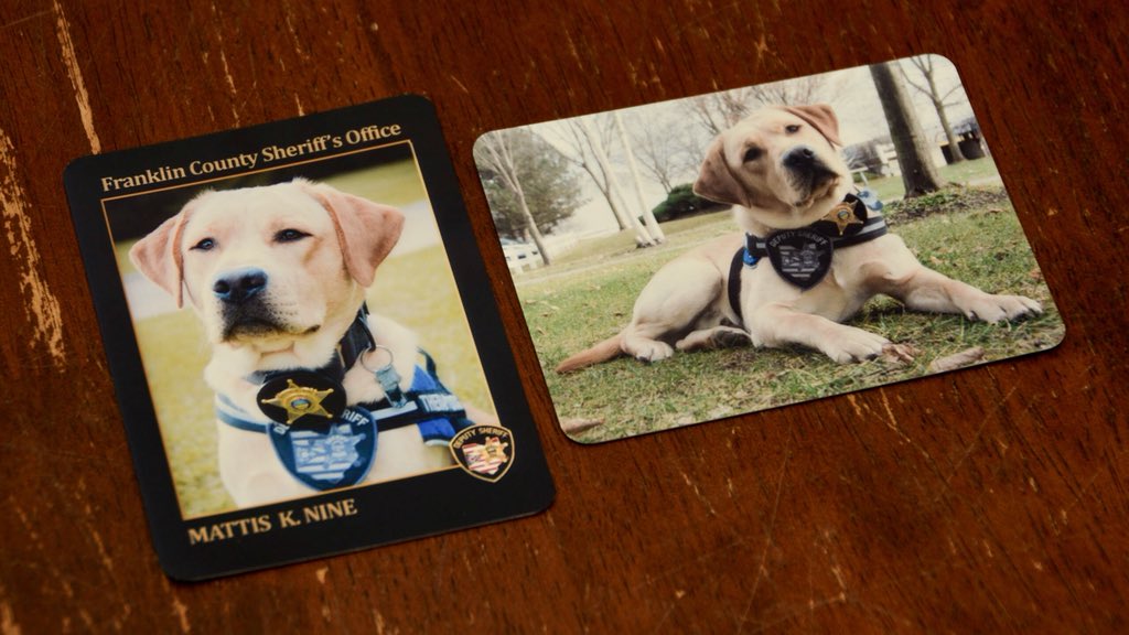 LivePDK9's tweet photo. K9 Contest 3: If you don’t already know this good boy, it’s time to say hi! @MattisK9 serves his community in a very important way as a #therapydog for @OHFCSO. Look at the 2nd picture for all the ways to win. Say hi to him on this post to show him we appreciate his work. #LivePD https://t.co/MGjyfYvtV1