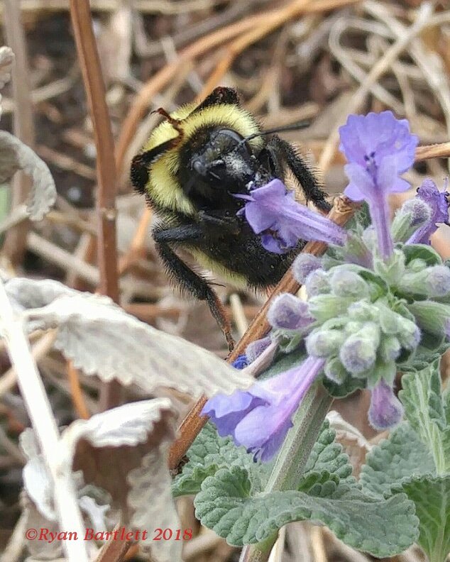 CoNativeBee's tweet photo. #Bees do #yoga too!
This Queen #BumbleBee, Bombus nevadensis, demonstrates #Pashchima Namaskarasana also commonly called #ReversePrayerPose.
Accompanied by a healthy catmint #nectar and #pollen diet. https://t.co/vnellSHbnF