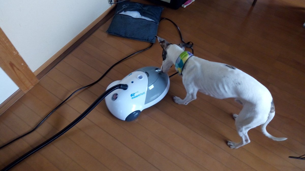 Whippet_V's tweet photo. 昨日お家にやってきた、この新入。

僕の匂いをことごとく消して行くんだ
(;_;)クソー

#ウィペット
#お掃除
#steamfast https://t.co/v1Q7JLidIG