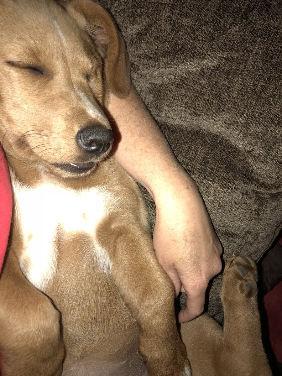 countrychick35's tweet photo. She didn’t make it to far into #LivePD #pastherbedtime https://t.co/rmtpOw9Ttv
