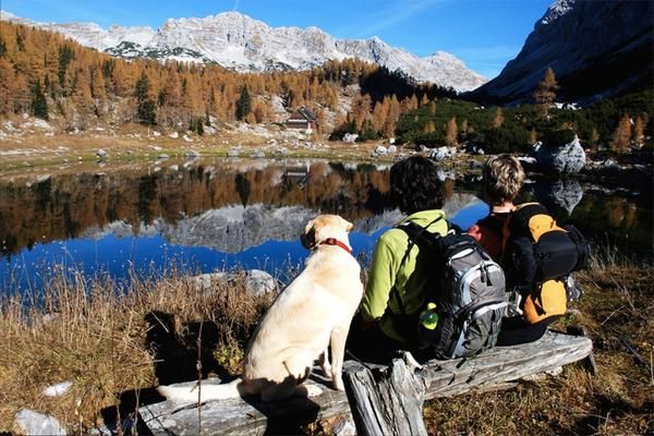 MyBusyDog's tweet photo. What fun hikes are you doing this weekend?
My favorite things for hiking:
#1 Harness with a handle to assist with climbing over trees or rocks
#2 Small dog first aid kit for injuries on long hikes
For a full list of tips check out our blog post here https://t.co/xh67bHAps7 https://t.co/ldSxP0beNx
