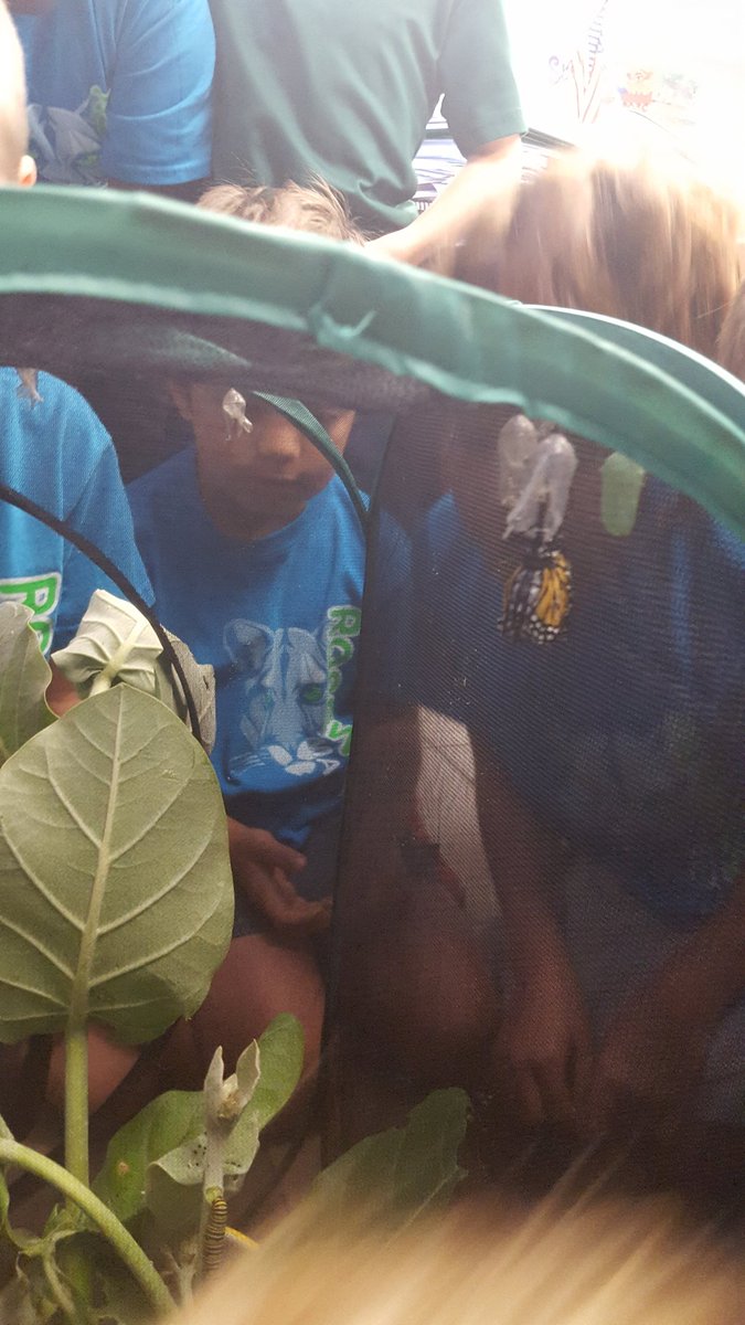 MsJefferson5's tweet photo. Bringing nature inside the classroom, makes learning so much fun. Watching a monarch butterfly come out its chrysalis. We had to say good bye to buttercup. https://t.co/ua4VUZGJqh
