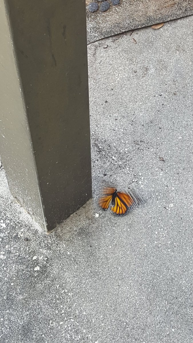 MsJefferson5's tweet photo. Bringing nature inside the classroom, makes learning so much fun. Watching a monarch butterfly come out its chrysalis. We had to say good bye to buttercup. https://t.co/ua4VUZGJqh
