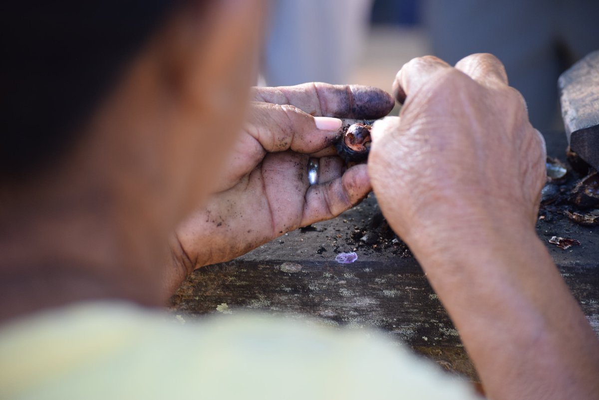 jkwillettmd's tweet photo. Learning how to roast fresh cashews in Guyana:
1. Collect cashews.
2. Dump on metal tray on top of huge roaring fire.
3. Roast until everything is flaming.
4. Tip onto ground & let cool.
5. Pound roasted nuts until they crack & are easy to shell.
6. NOMS
#DocPhotography https://t.co/Vvfi4BvaPj