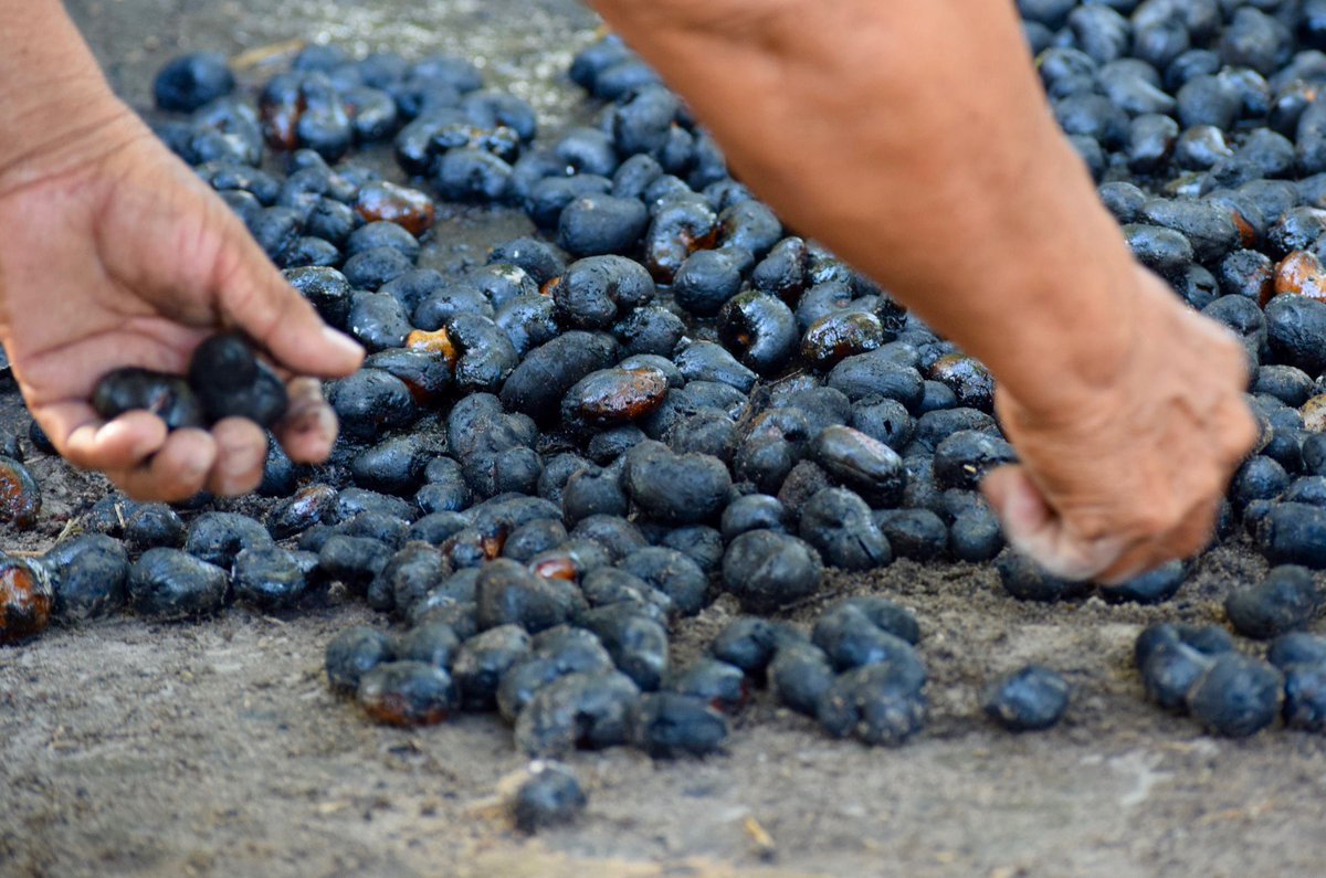 jkwillettmd's tweet photo. Learning how to roast fresh cashews in Guyana:
1. Collect cashews.
2. Dump on metal tray on top of huge roaring fire.
3. Roast until everything is flaming.
4. Tip onto ground & let cool.
5. Pound roasted nuts until they crack & are easy to shell.
6. NOMS
#DocPhotography https://t.co/Vvfi4BvaPj