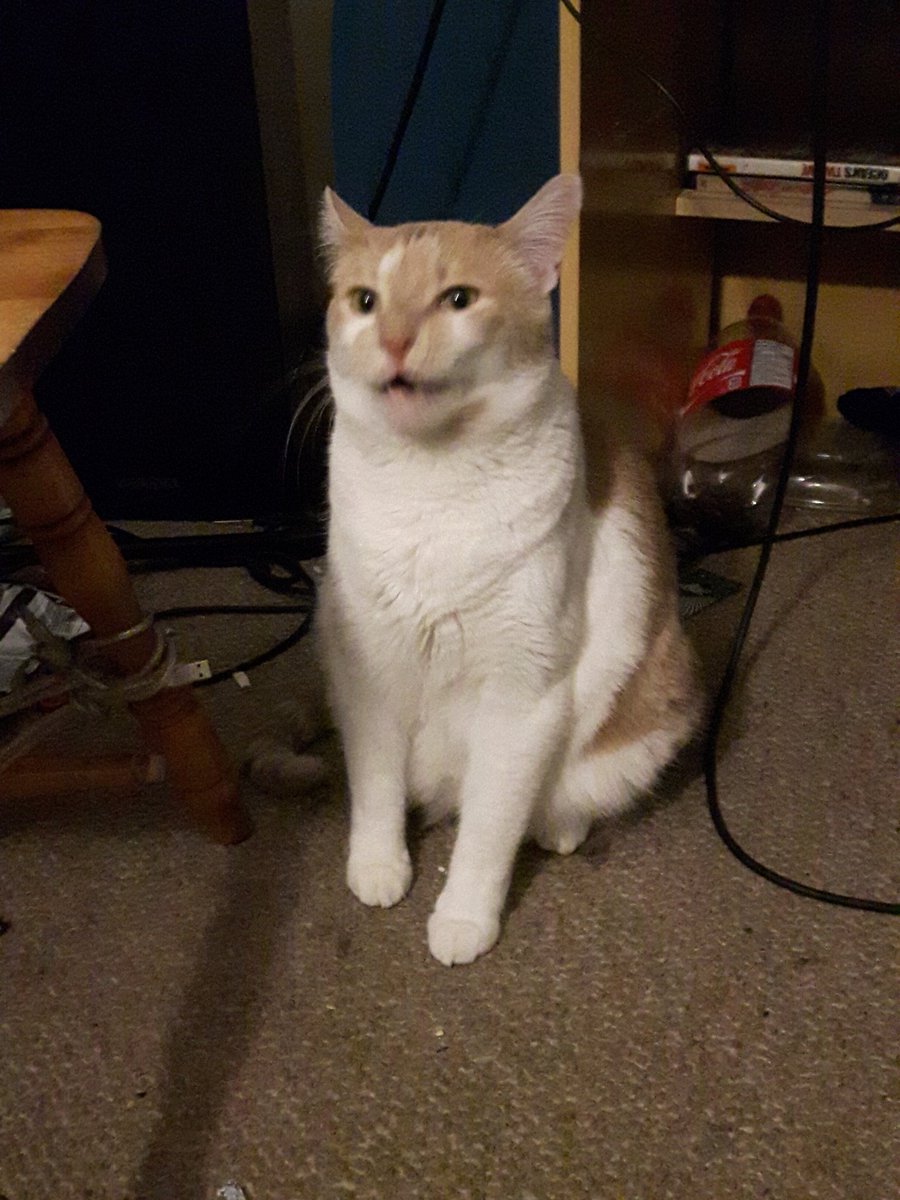 dazormusic's tweet photo. Cat is shook cause it's #FridayThe13th #superstituous #EarlKnight https://t.co/G19QxXsdoo