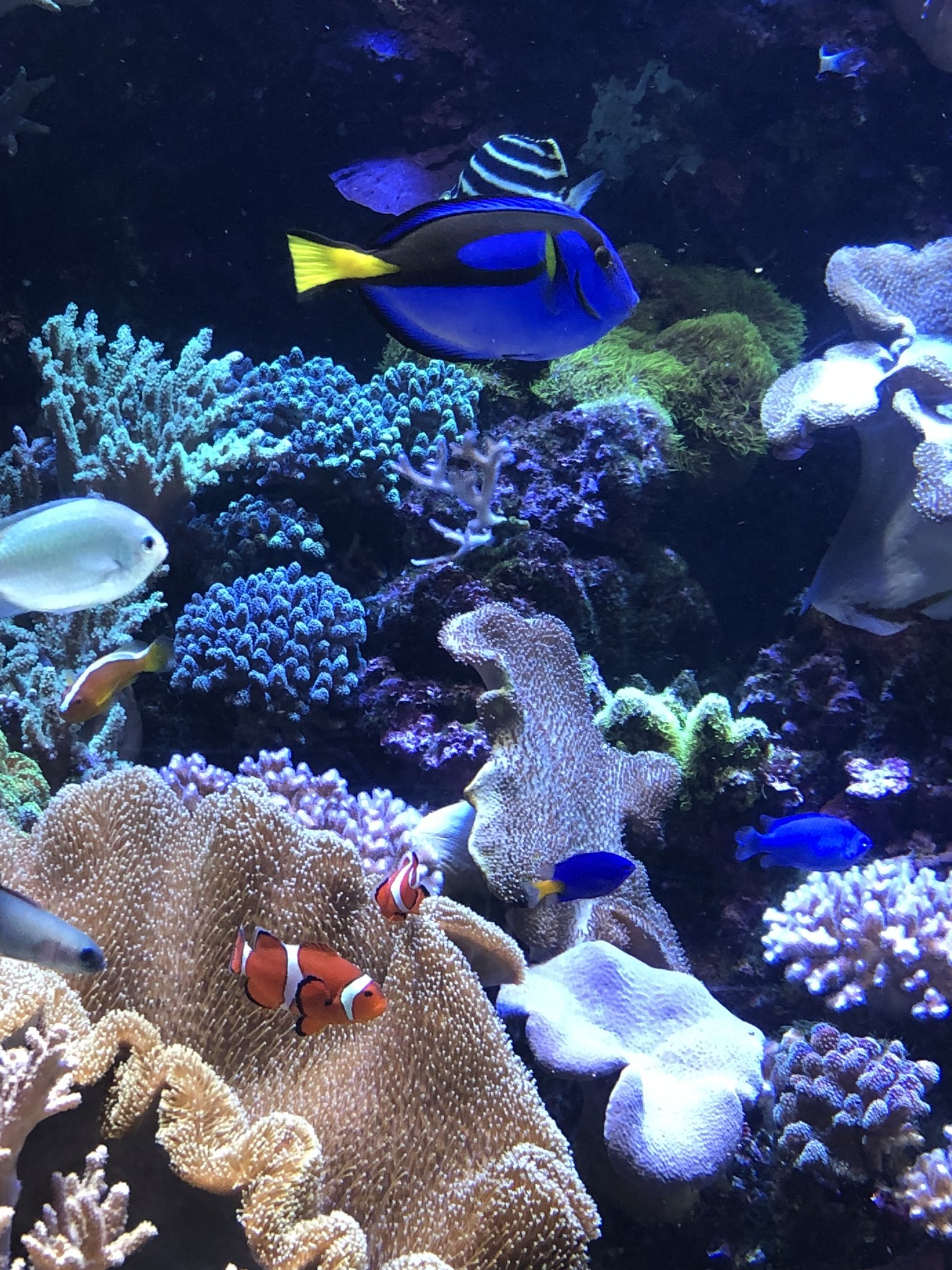 七夢 新潟市水族館マリンピア日本海に来てます ニモ Amp マーリン Amp ドリー発見 モアナと伝説の海を見た後なので エイを見たらおばあさんを思い出しました あと さりげなくシュークリーム屋さんがカーズだw W マリンピア日本海 T Co