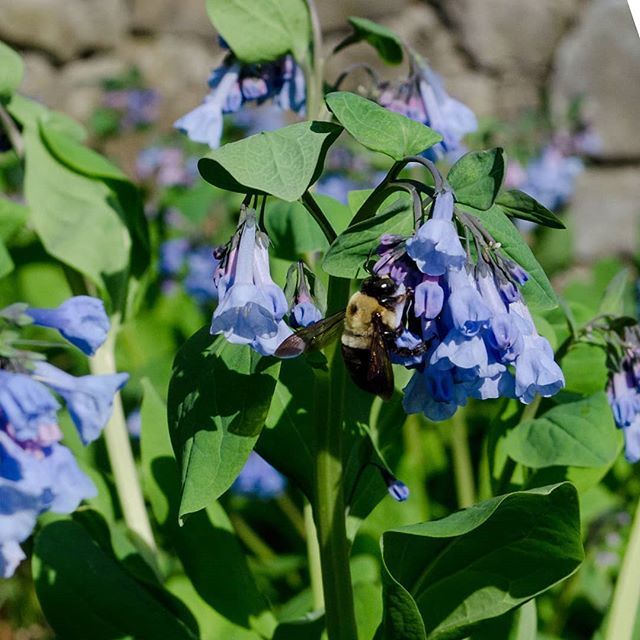 visitMSV's tweet image. We're abuzz about our bluebells starting to bloom!
.
#sweetspring #flower #bee #flowerstagram #nature #outdoors #shenandoahvalley #shenandoah #virginia #theMSV #museumoftheshenandoahvalley ift.tt/2vcM3rl