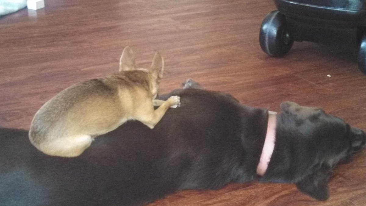 jasonemery16's tweet photo. Torre lost her partner in crime yesterday. Hopefully you find someone to lounge with in doggie heaven. #RIPMJ #MiniJason https://t.co/HEdn8PVhS1