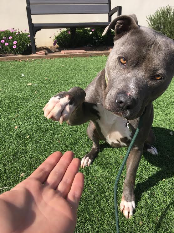 granolabarks's tweet photo. This sweet boy is Rico! He helps dogs new to the @sb_DAWG become more socialized! To learn more about adopting Rico, visit our shelter partner’s website! https://t.co/OvcbNgYEtz 
#granolabarks #dawg #dawgdogs #rescue #rescuedogs #adoptdontshop #adoginneedisthebestbreed https://t.co/SWvhy6ZOYs