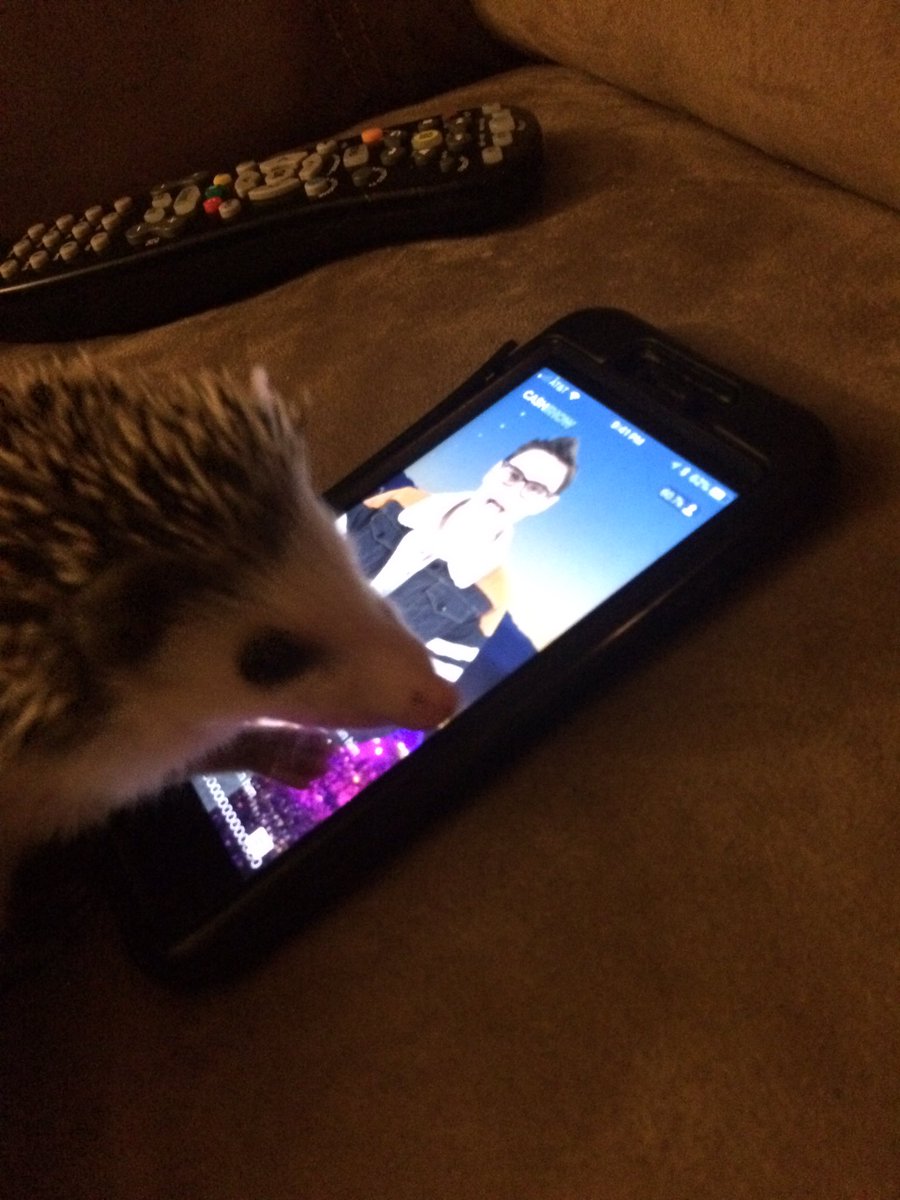 pmorty's tweet photo. @CashShow_Beau  clover the hedgehog playing along https://t.co/KyJoqIGffD