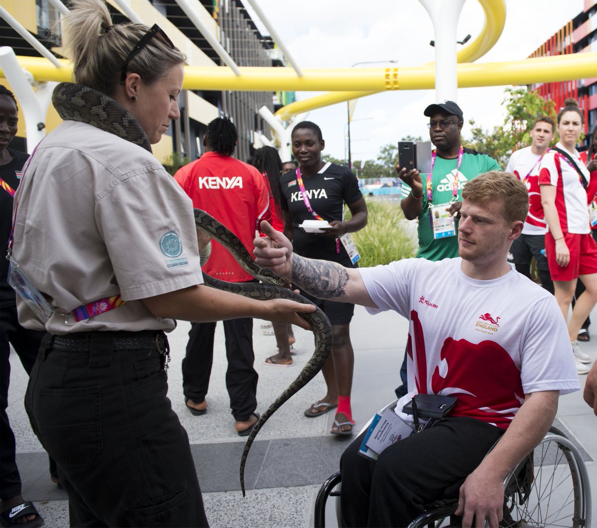 village_source's tweet photo. Not only were there koala's in the #GC2018 Athlete's Village yesterday, but snake's also paid a visit! 🐨 🐍  Nathan Wilding from @TeamEngland got up close and personal with them! 👀 (📷 by Micah Crook) #VillageSource #GriffComms #GriffithUni https://t.co/I9CKAa394Y