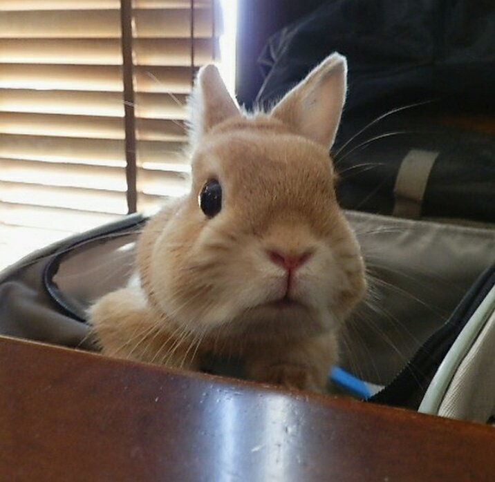 D0Y0UNGBUNNY's tweet photo. 🐰 https://t.co/4vSJEp8UTq