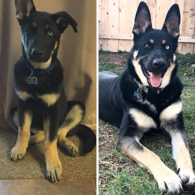 LeRoyTheTornado's tweet photo. My mom and dad rescued me one year ago today!  I ❤️ them!

#tornadowithteeth #rescue #SuperSpoiledNow #puppies #dogs #WeAreFamily #StillDestroyingStuffDaily #ThoseEyes 😍 https://t.co/wBom3MePQC