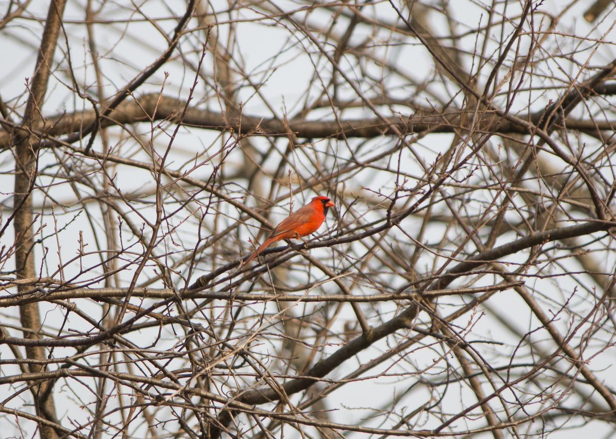 lizacnjohnson's tweet photo. #cardinal #northerncardinal #cardinaliscardinalis #malecardinal #commoncardinal #pennsylvania #mybackyard https://t.co/MqLpqyuSdj