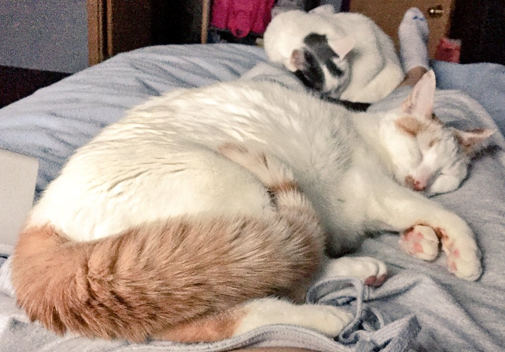 thoughtwhirl's tweet image. I think Gemma was dreaming about an exciting chase. Lots of sleep running just before this pic. #puffytail