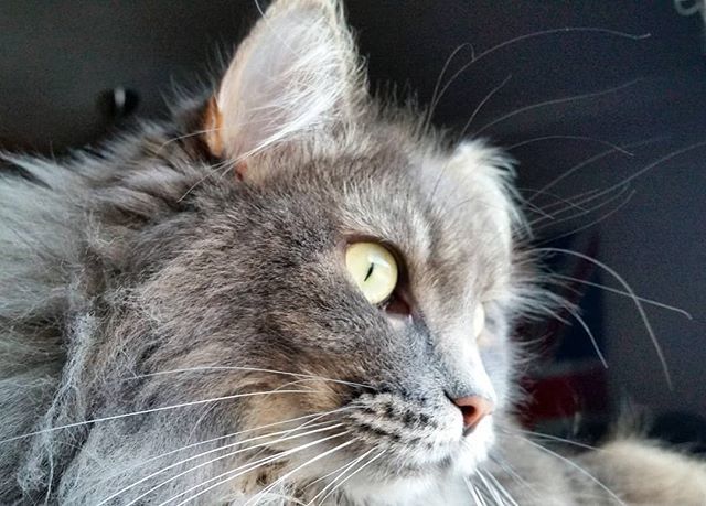 KitsuneSFC's tweet photo. Is that the weekend I see?
.
.
.
.
.
.
#weekend #weekendfun #foreverweekend #siberiancat #siberiancatsofinstagram #siberian #loveweekends #catsofinstagram #catstagram #weekendready #weeklyfluff #instakitty #canyouseewhatisee #chillin https://t.co/IwSJJIWyf8 https://t.co/WGxaa7oZO3