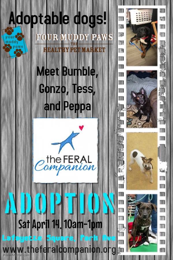 FeralCompanion's tweet photo. Come see our adorable social pups @FourMuddyPaws tomorrow! https://t.co/nLqEmD7rv3