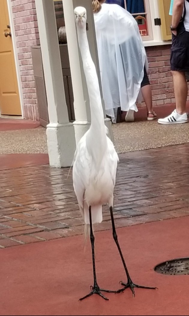 1776Travel's tweet photo. He blinked first. #staringcontest #iwon #bird #disneybird #magickingdom #disneyvacation https://t.co/ZVGZceaeNf