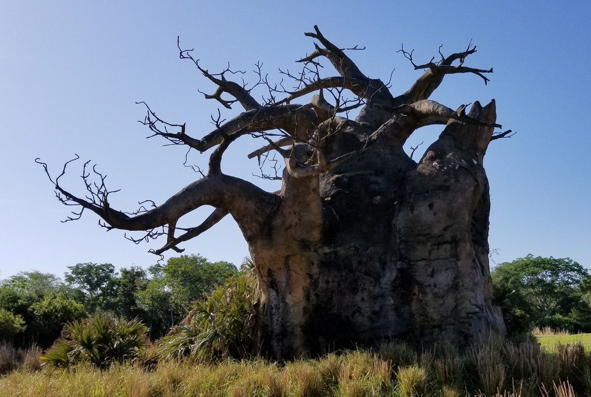 1776Travel's tweet photo. I wouldn't fight that tree. #badasstree #tree #animalkingdom #disneyvacation #safari https://t.co/DTdaQJKApl