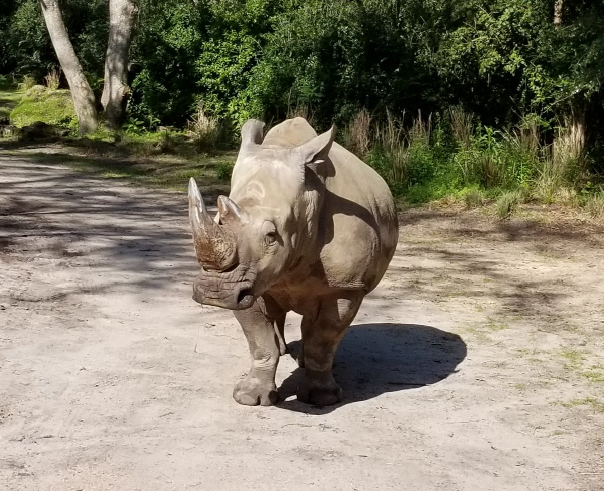 1776Travel's tweet photo. We became close. We're going to keep in touch via Messenger. #rhino #Disney #familytravelblog #aprilvacation #animalkingdom #travelwithkids https://t.co/HhXz10b40b