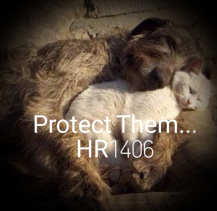 nomoreafterme's tweet photo. @SonyaBaker2 @BobbiFotsch @Kitten35912741 @ConawayTX11 @JennieLouLeeder @texasdemocrats @HSLegFund Truth! For me, this will mean voting for Democrats as they understand & agree that dog & cat meat needs banning here as well as everywhere; 🇺🇸we need to be the example of character & humanity.🐈🐶🐕#VoteHumane2018 #HR1406 #Texas #AnimalRights #CatMeat #DogMeat https://t.co/2dJndt2fpg