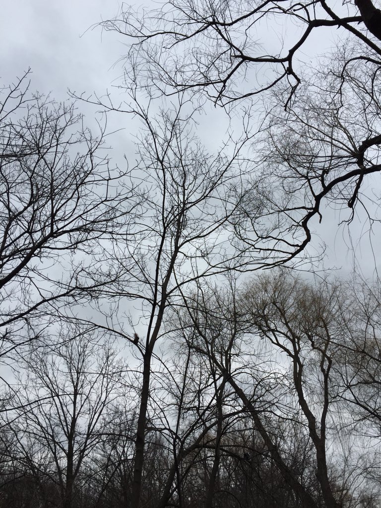 fariima_m's tweet photo. A day spent in nature, with squirrels around! #love #nature #friday13th #Friday #Spring #nature #beauty https://t.co/R7VE0l654Q